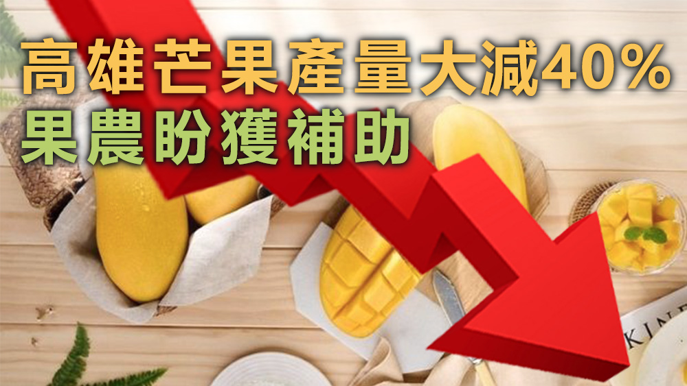 高雄芒果產量大減40%。資料圖片