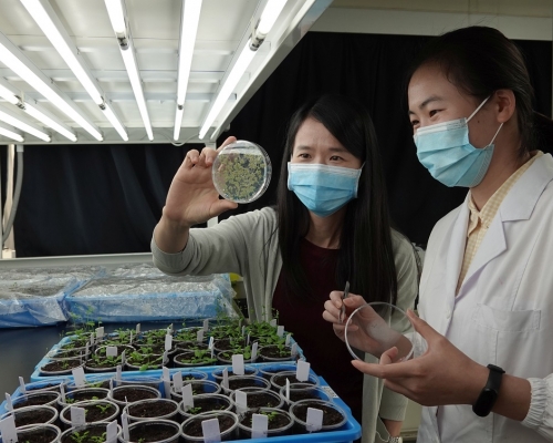 莊小紅教授(左)與博士研究生馮蘭蘭在植物房栽種「擬南芥」植物。