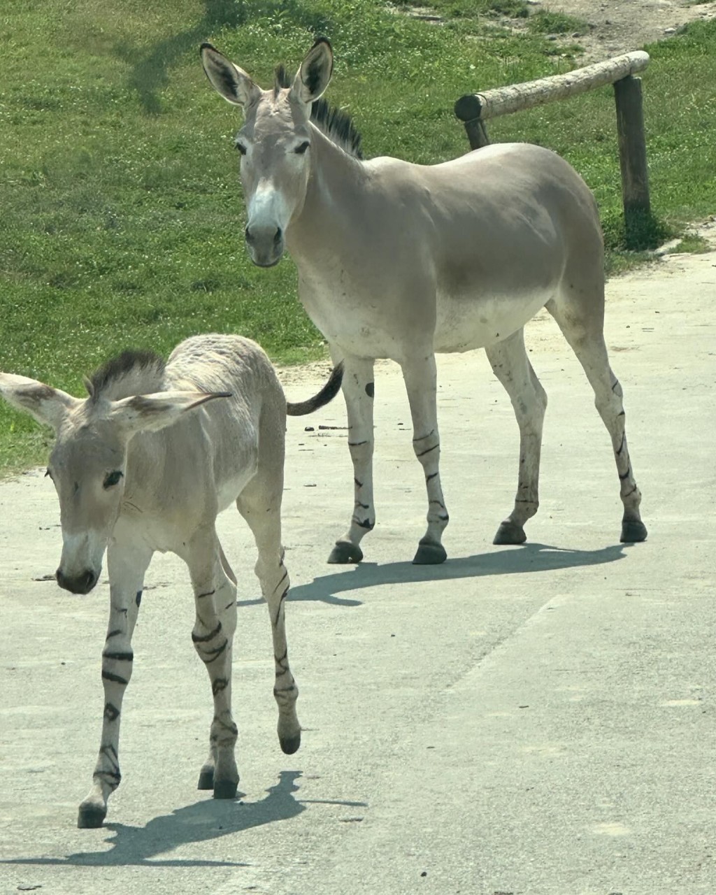 又去當地的小型動物園。