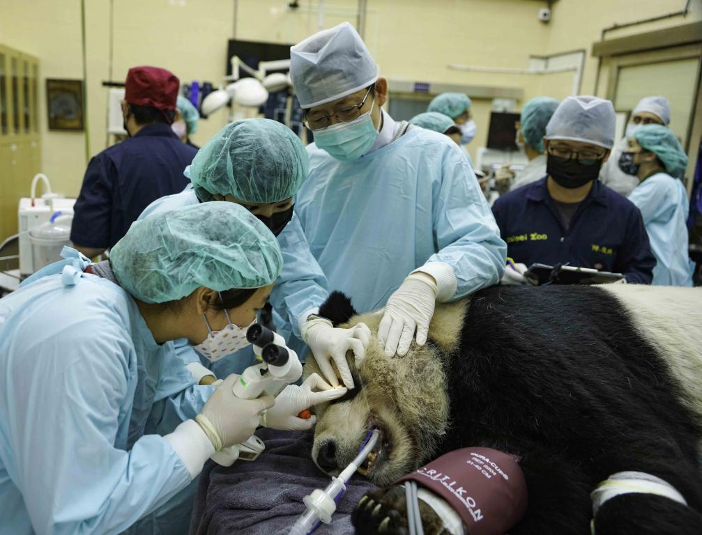 有業內人士指，本港的獸醫工作選擇不多，圖為外國動物園的獸醫為大熊貓檢查。