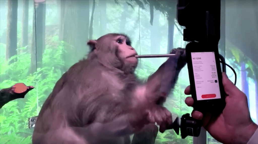 Neuralink此前在猴子上試驗過腦植入晶片。路透社
