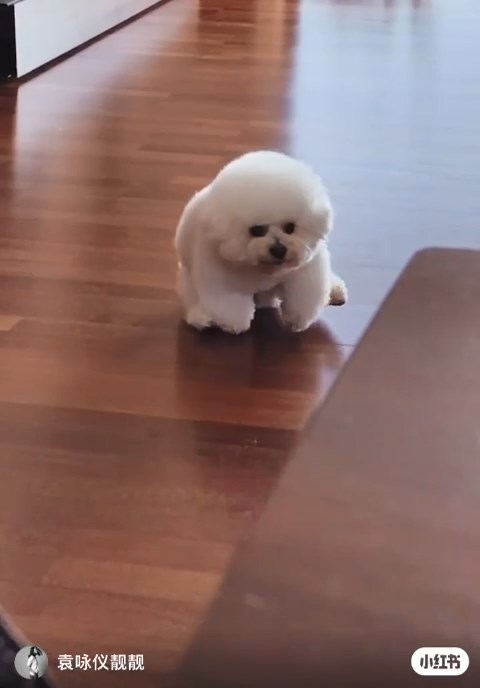 早前袁詠儀分享愛犬在家中木地板上玩耍的可愛影片，讓粉絲得以一窺她舒適寬敞的家居環境。