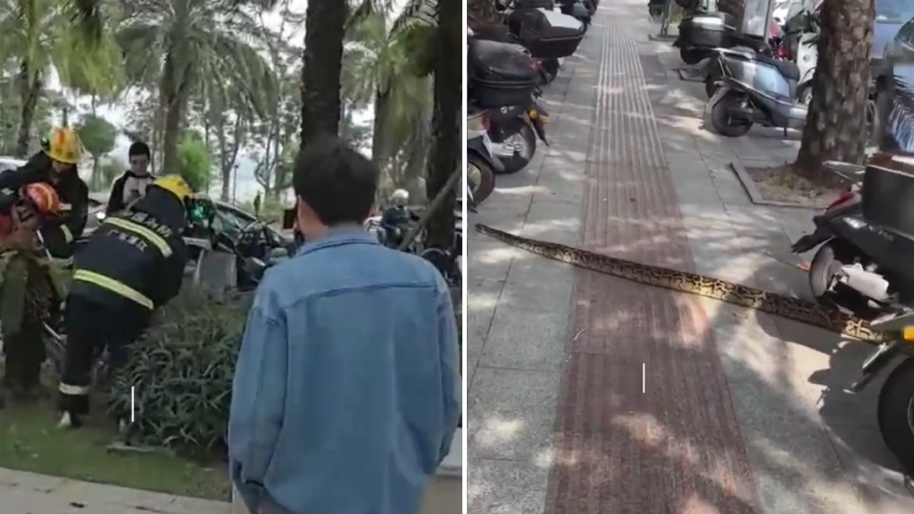 湛江日前街頭出現一條長約2米的巨蟒。