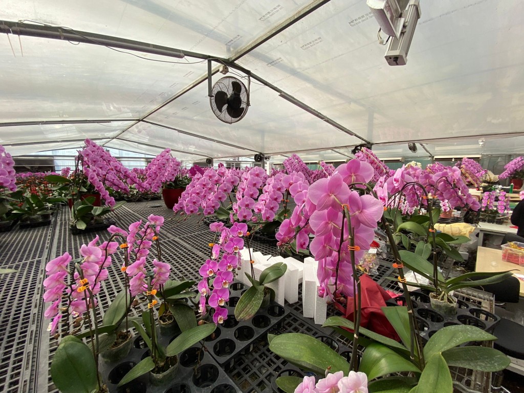 「蘭花大王」楊小龍預計今年銷量會較去年微增5%。資料圖片