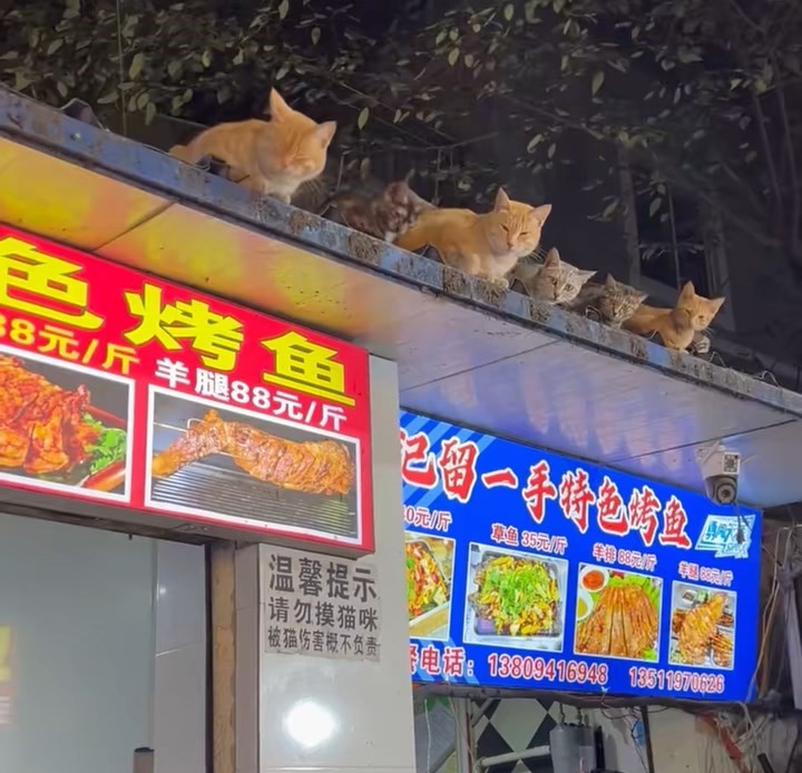 烤鱼店老板将鱼内脏放上屋簷，吸引猫咪到来。