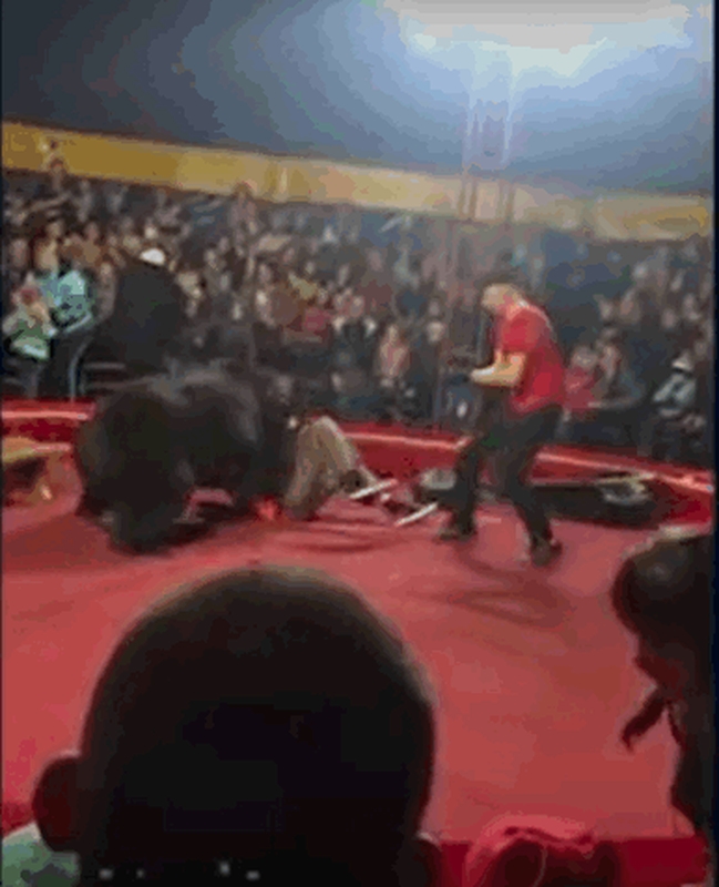 另一名驯兽师上前营救用电枪电棕熊。网图