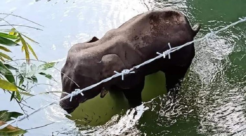  印度早前发生一宗「炸死怀孕母象」案件。资料图片 