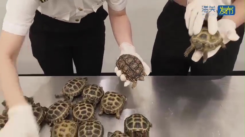 海關從女子身上搜出的瀕危陸龜。 海關從女子身上搜出的瀕危陸龜。