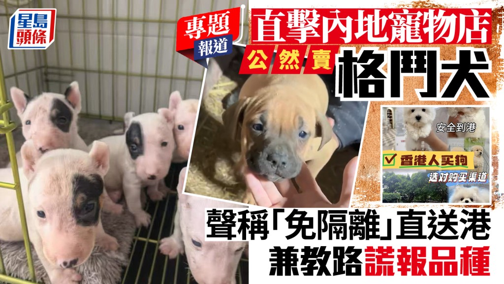 新聞追擊｜內地寵物店聲稱格鬥犬「免隔離」直送港 教路謊報品種 淪社區隱患