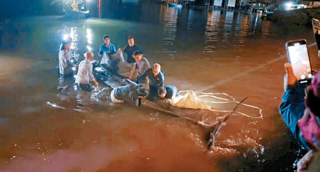 有熱心市民走落海邊，聯同警員盡力為擱淺鯨魚解困。
