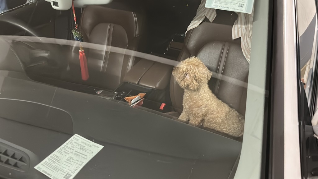 贵妇狗被独留在私家车内，似有点不知所措。