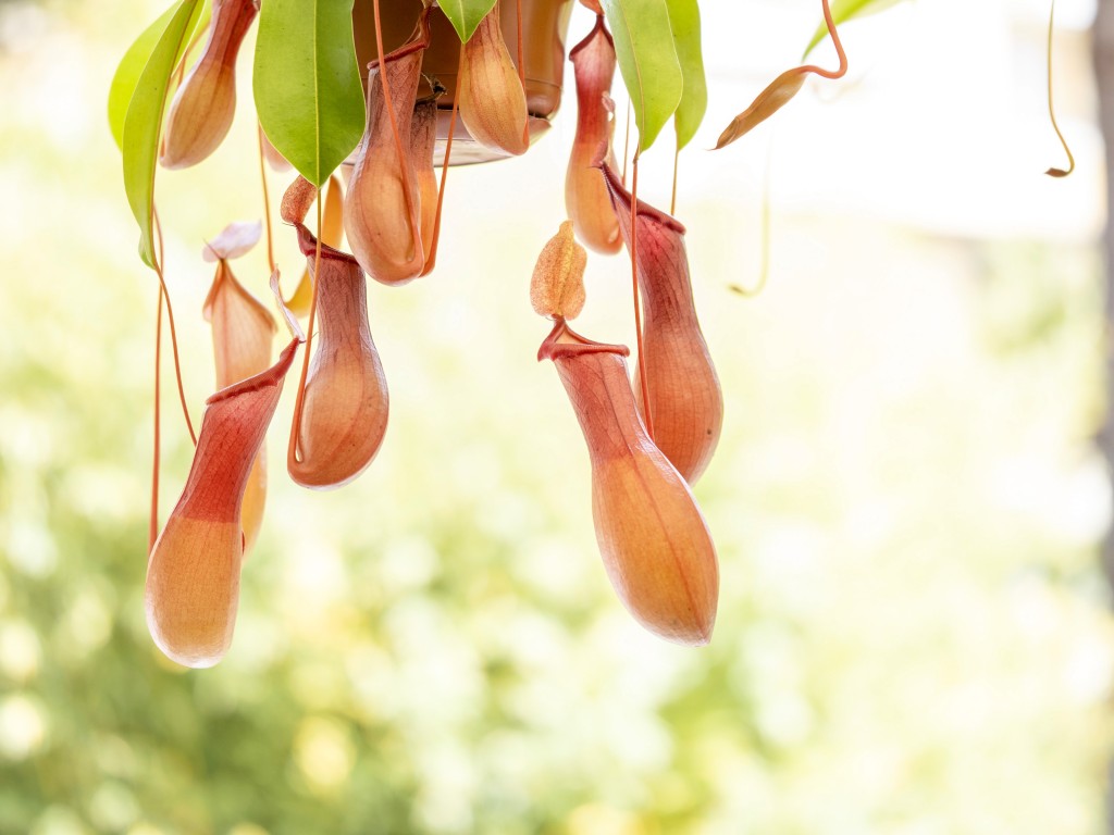 猪笼草 （Pitcher plants）