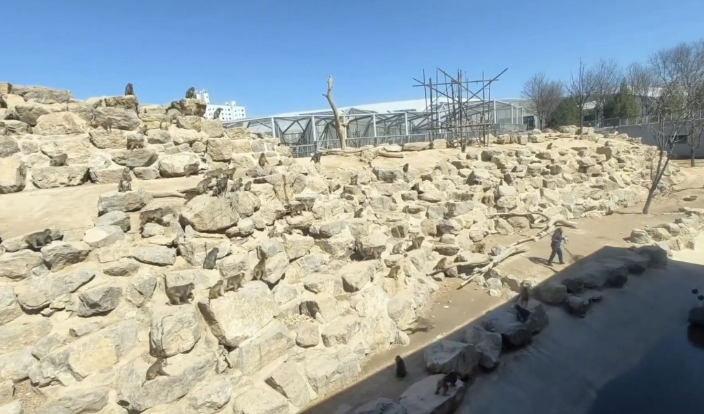 管理员要用大扫帚驱赶护尸猴群。微博