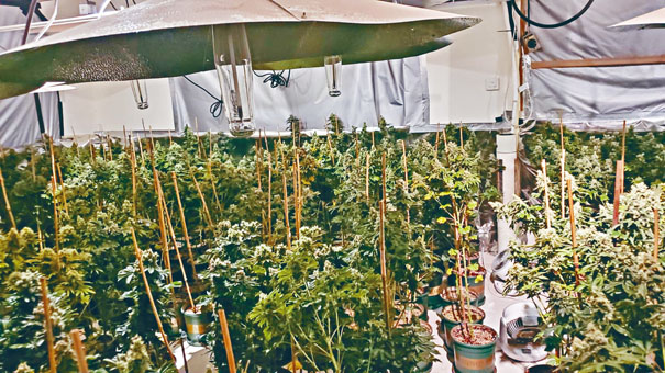 ■警方搗破大麻種植場，起出大批大麻植物。
