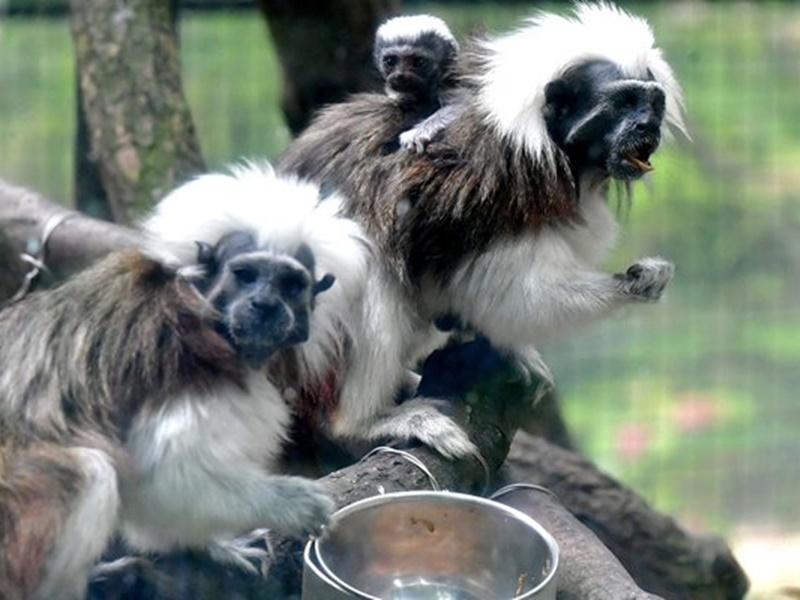 公园更增添了几位新成员，包括棉顶狨猴诞下的小宝宝。政府新闻处图片