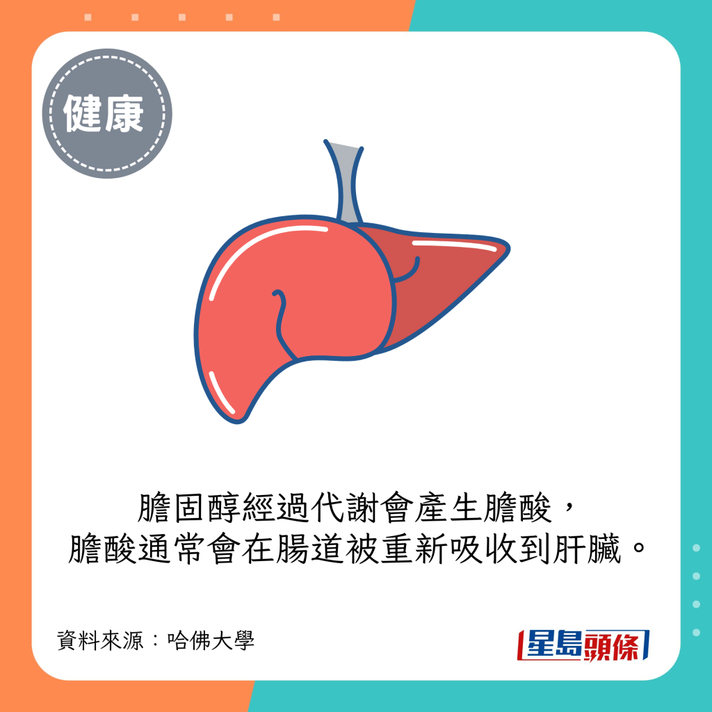 膽固醇經過代謝會產生膽酸，而膽酸通常會在腸道被重新吸收到肝臟。