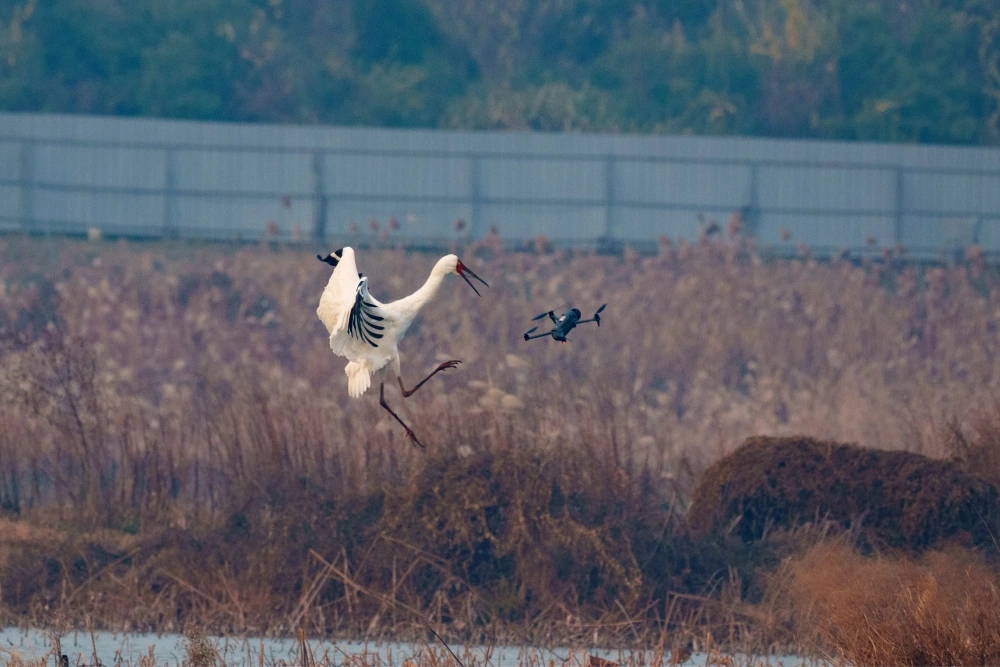 白鶴杭州南湖過冬被滋擾,鶴爸護幼大戰無人機。 白鶴杭州南湖過冬被滋擾,鶴爸護幼大戰無人機。