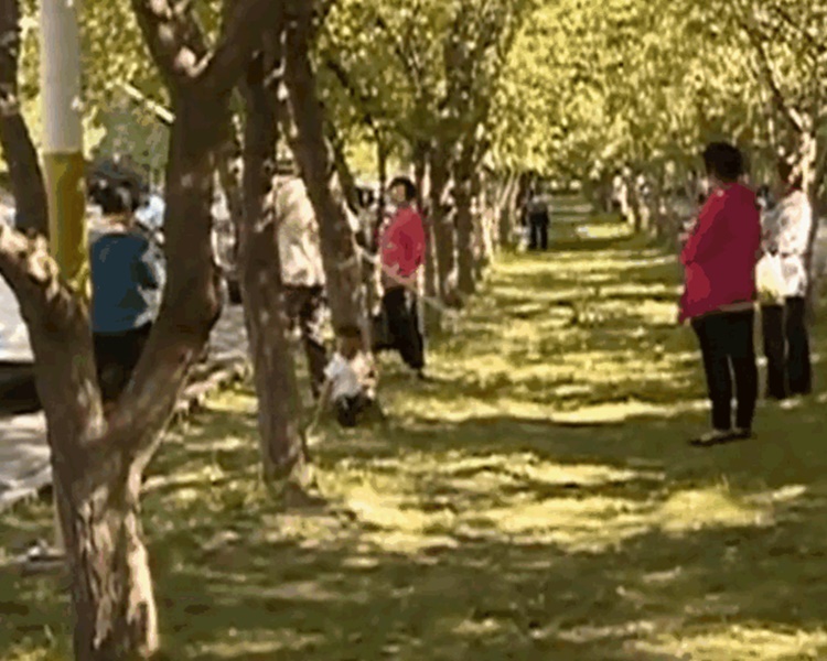 市民疯狂采摘。网图