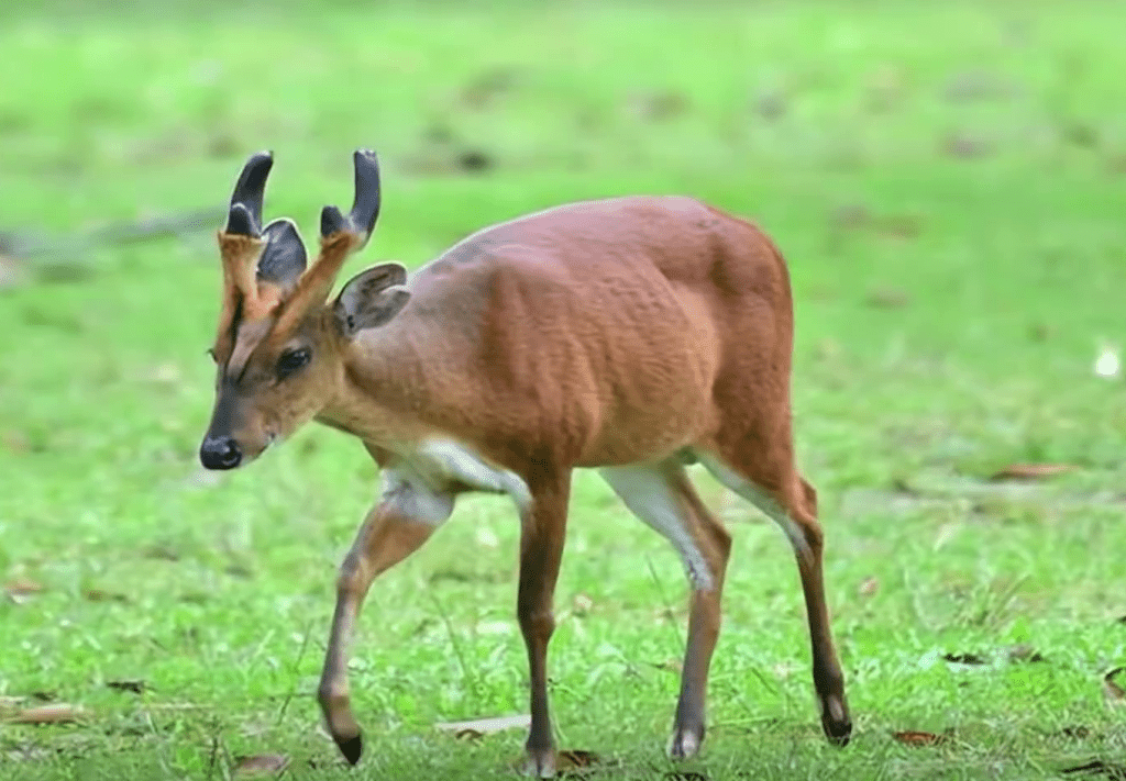 麂是鹿科下一屬，共有13種，其中黑麂是國家一級重點保護野生動物。 新京報
