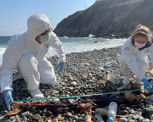 海洋公園保育基金人員檢走江豚屍體,作進一步剖驗。海洋公園保育基金圖片