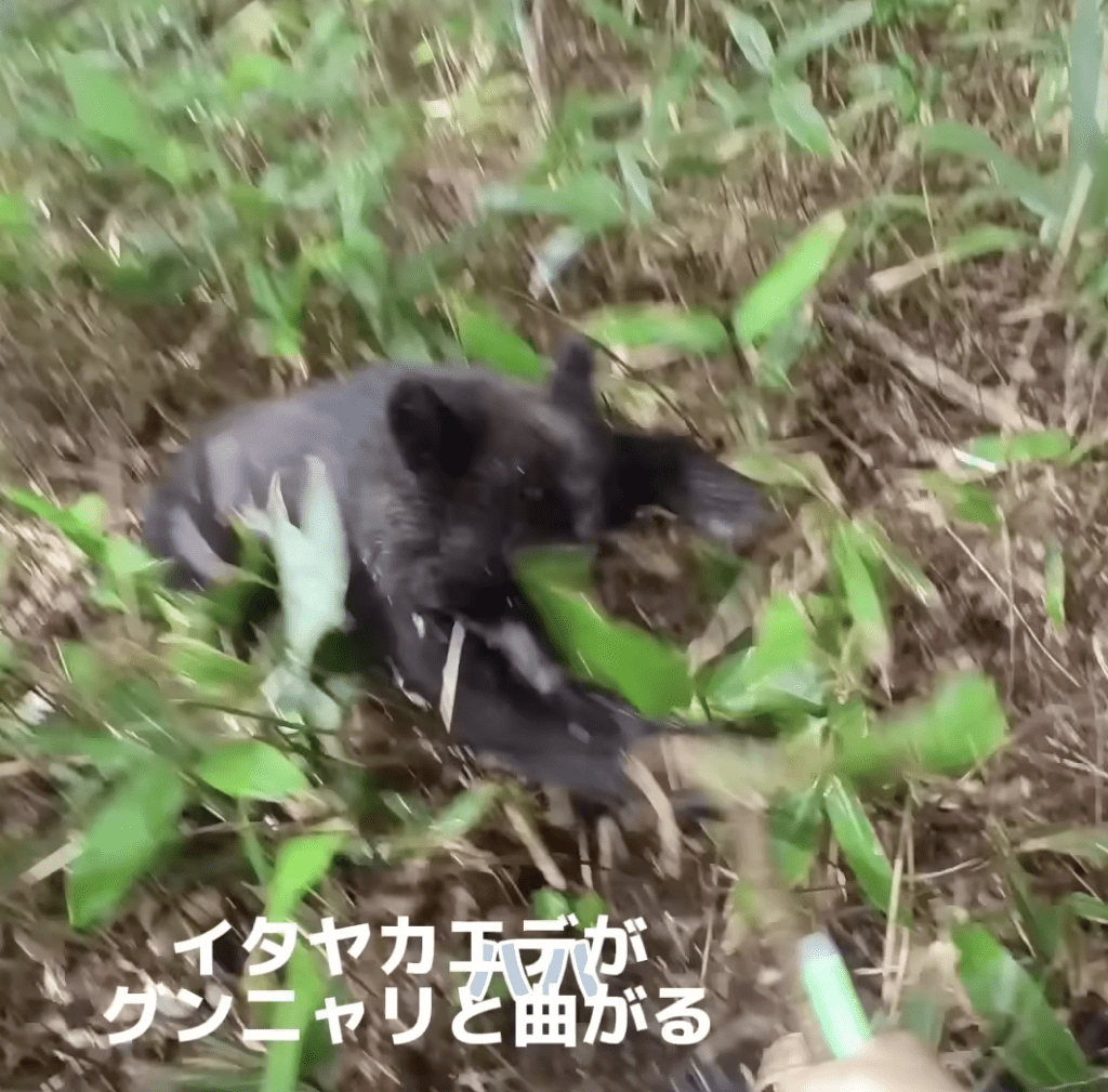 影片中，黑熊多次猛力扑向他，形势十分凶险。