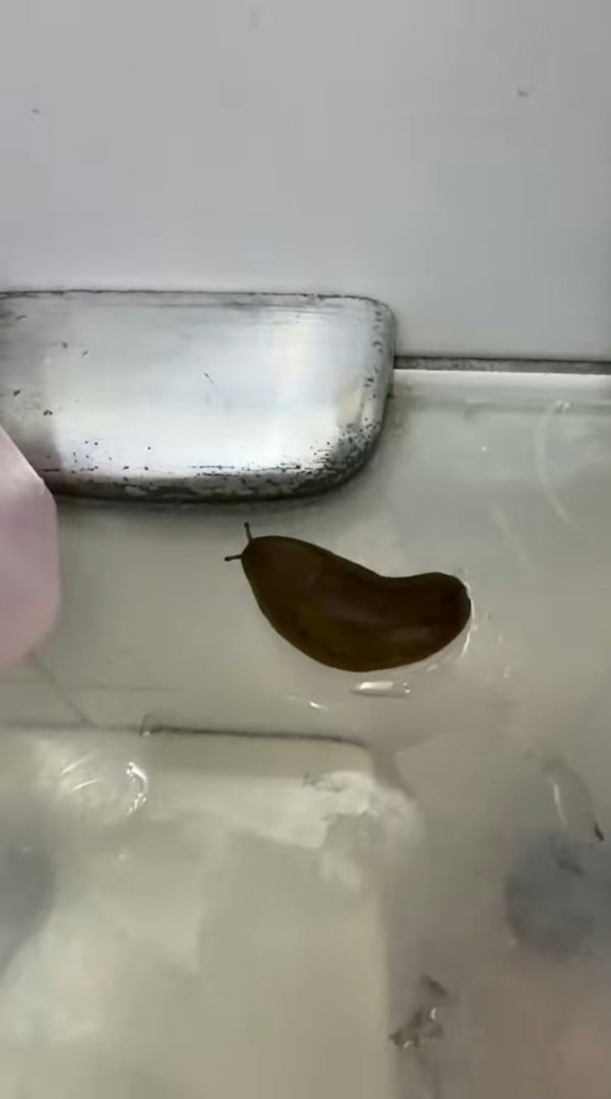 细看之下却发现触感滑溜，随后该不明物体竟然蠕动起来、身体变长，甚至长出了两条触角。