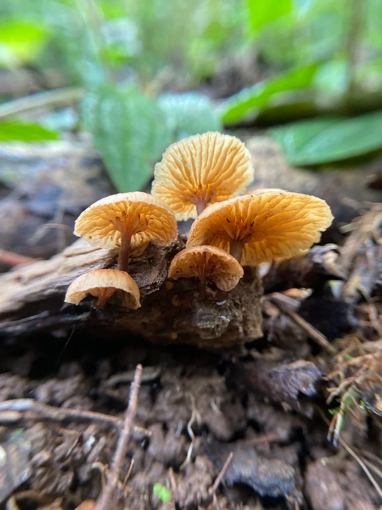 疑造成3死2傷的劇毒「條蓋盔孢傘」。小紅書＠利爪德魯伊