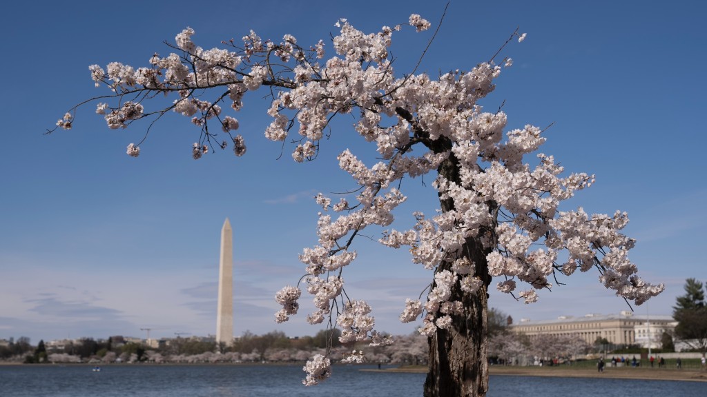 2024年3月潮汐湖櫻花盛開，圖中暱稱為「Stumpy」的一棵櫻花，遠景可見華盛頓紀念碑。 美聯社