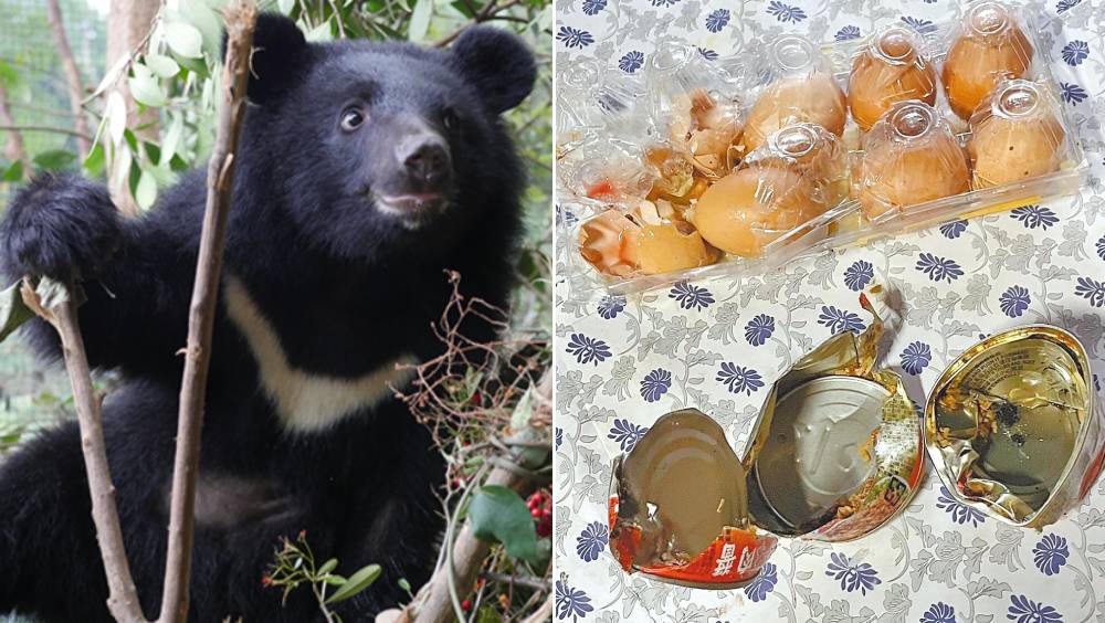 台灣黑熊首次闖阿里山區工人宿舍。