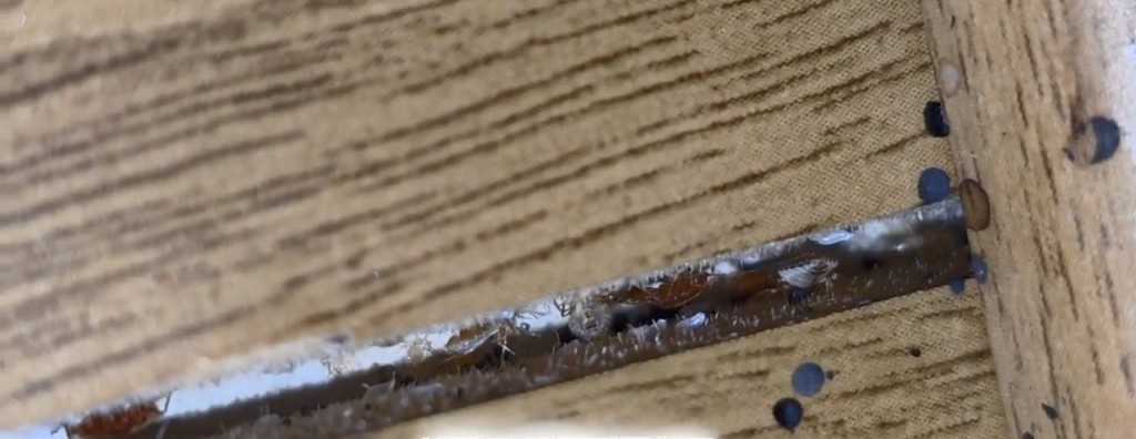 南韩昆虫YouTuber前往釜山一间汗蒸幕，惊见休息区地垫及墙壁缝隙藏有大量床蝨。