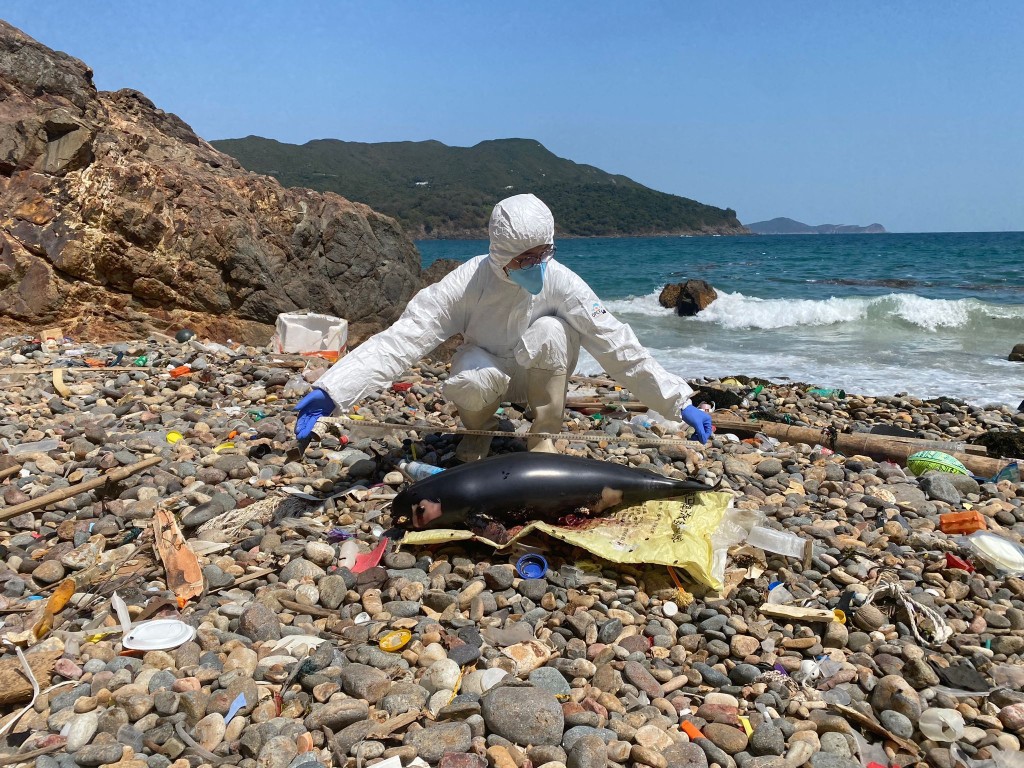 清水灣蝦山篤被發現的江豚屍體。海洋公園保育基金提供