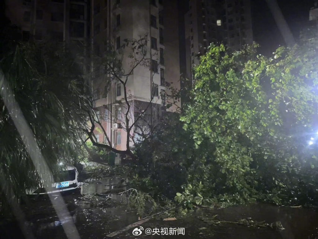 树木受暴风雨吹袭。（央视新闻）