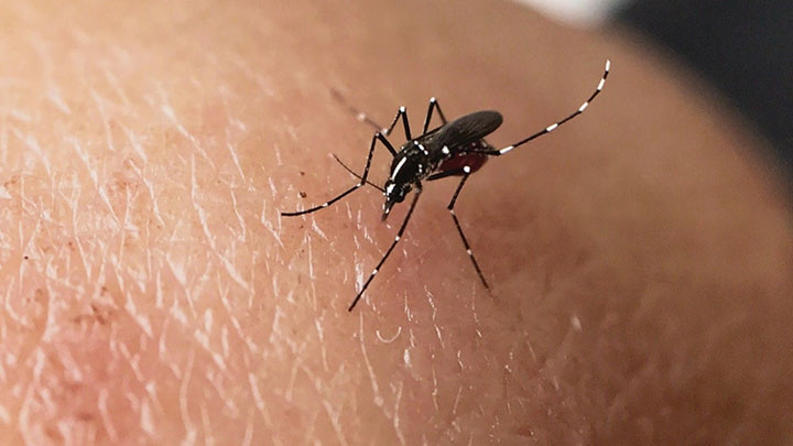 食環署表示，本月早前的持續雨天或會導致六月份白紋伊蚊誘蚊器指數上升。資料圖片