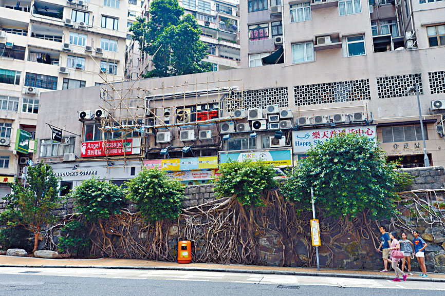 許多石牆有植物自然生長，當中古老石牆的附生植物特別多。