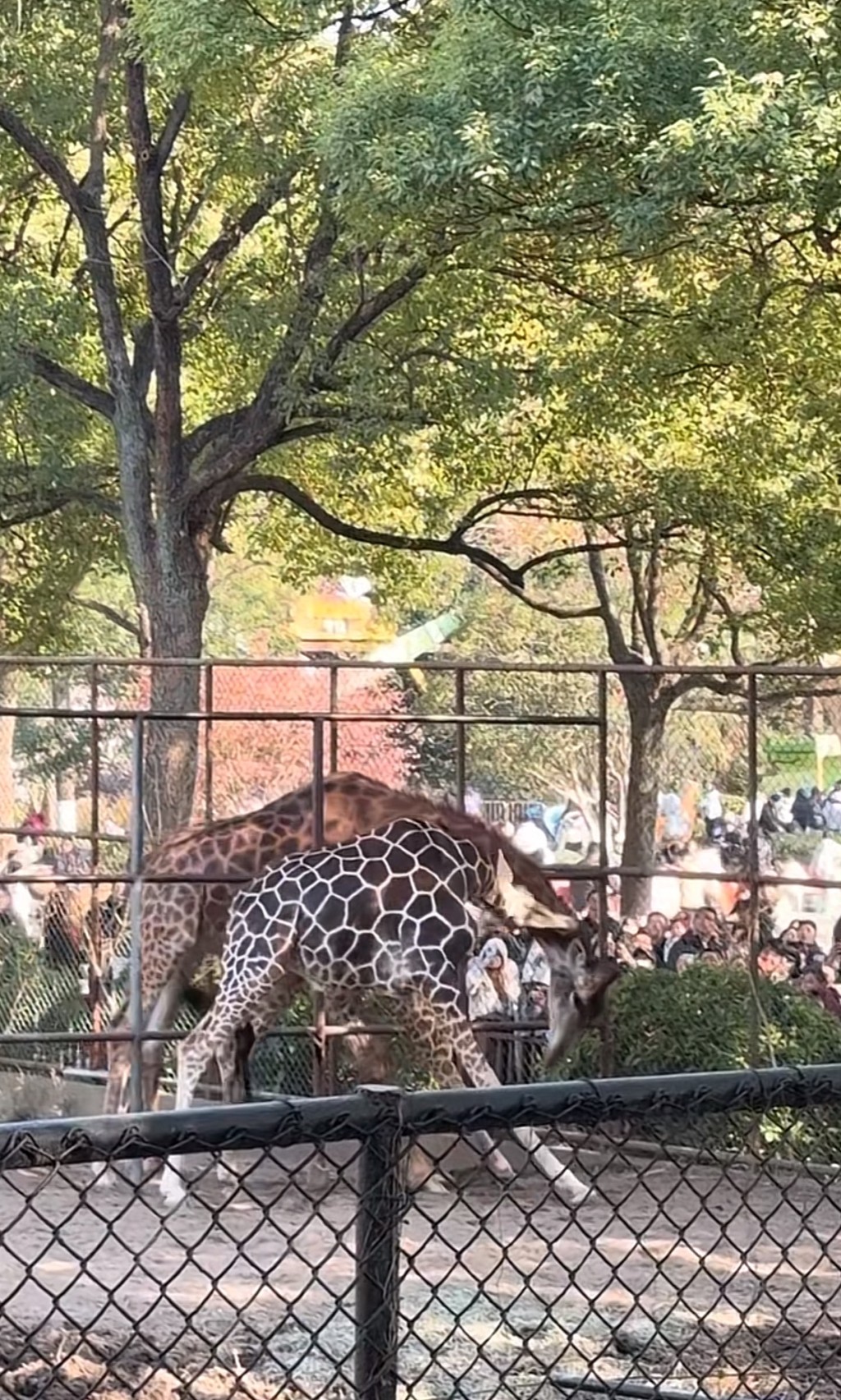 南京動物園長頸鹿打架上演「自由脖擊」。抖音@Swag