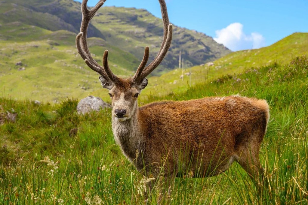苏格兰传奇网红鹿卡勒姆已被安乐死。