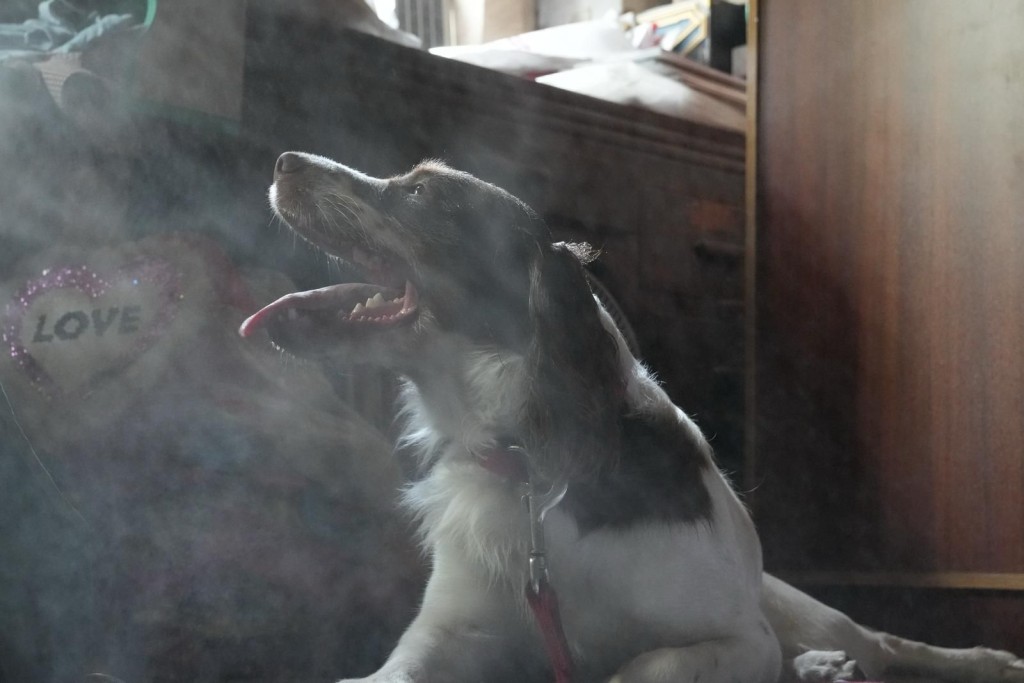 搜救犬在緬甸一處倒塌建築物內搜索。 香港消防處提供圖片