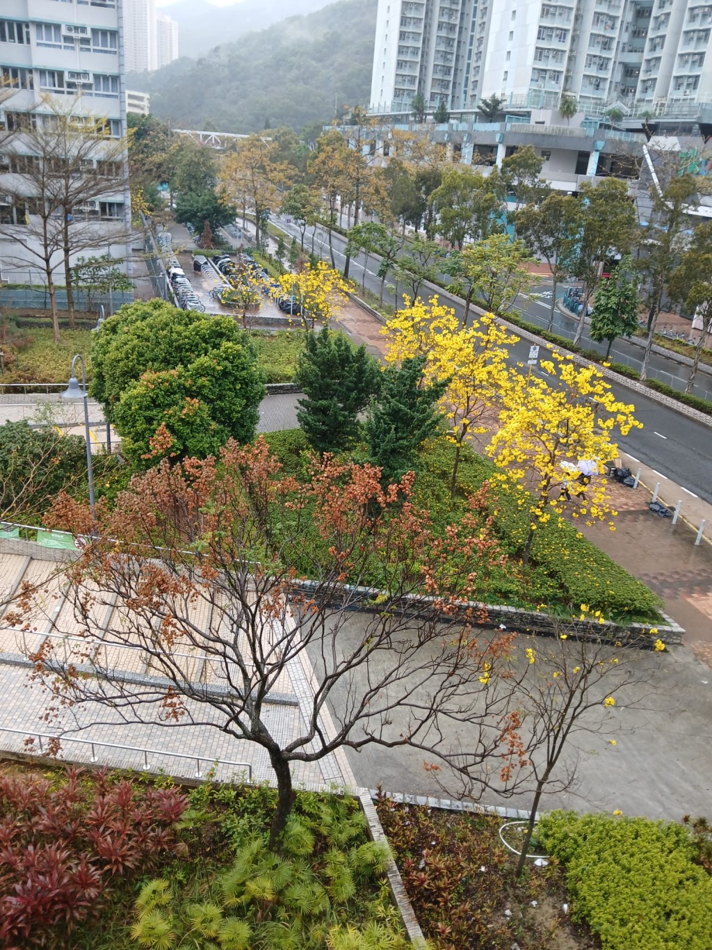 唐明街公園往尚德邨方向盡頭前的數棵黃花風鈴木，黃花率先炸滿一樹。讀者提供