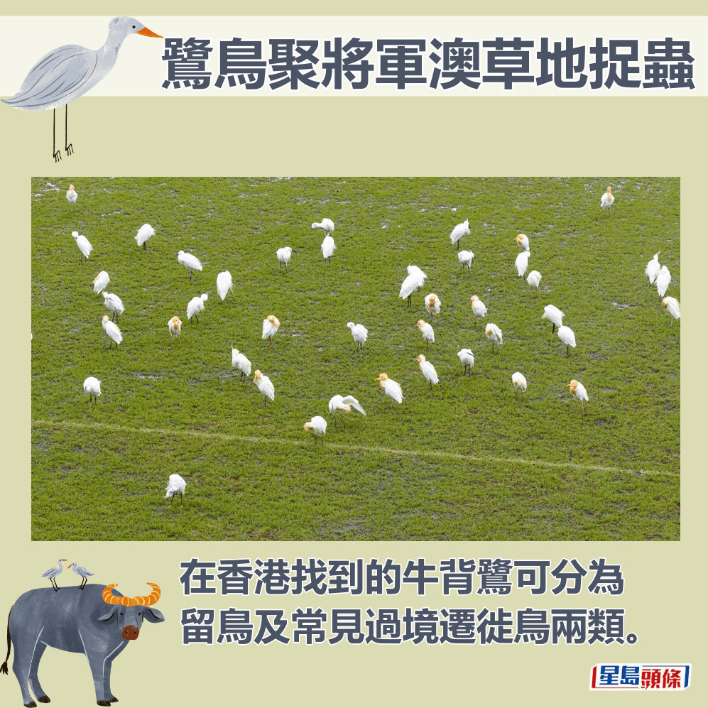 在香港找到的牛背鹭可分为留鸟及常见过境迁徙鸟两类。fb「将军澳主场」截图