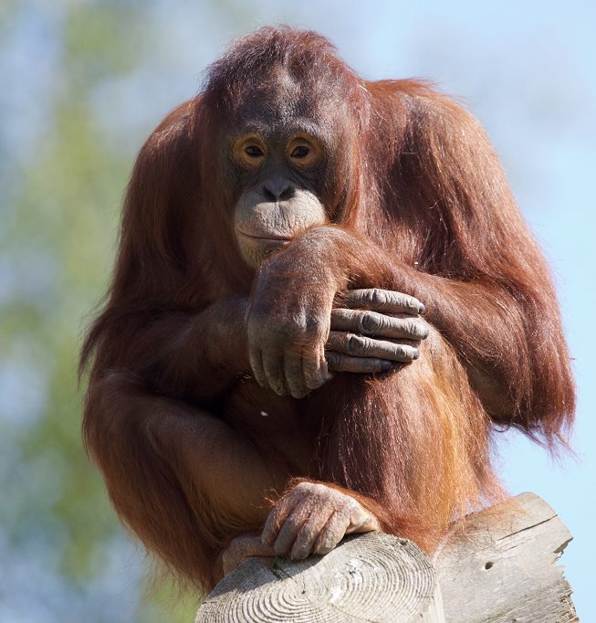 穆朱爾（Mujur）。 Dublin Zoo FB