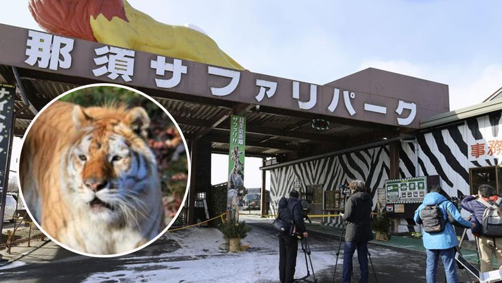 日本那須野生動物園3名飼養員被老虎咬傷。網圖