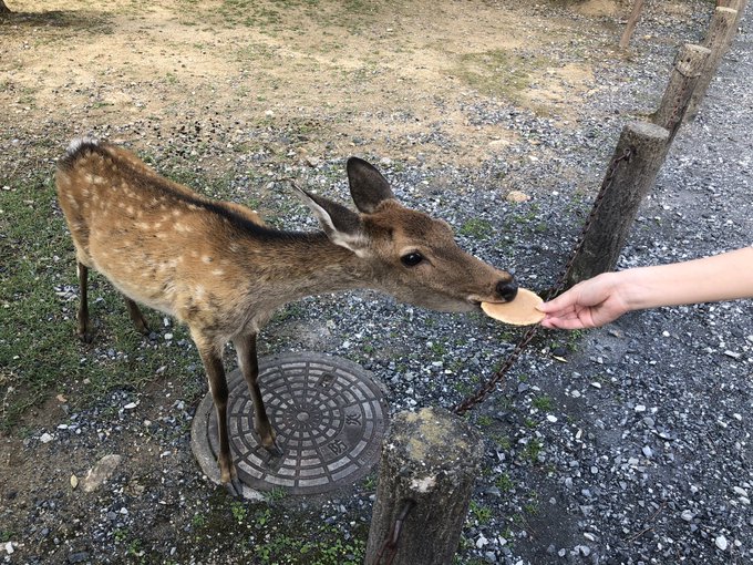 受疫情影響，奈良鹿少了觀光客餵食。 twitter圖