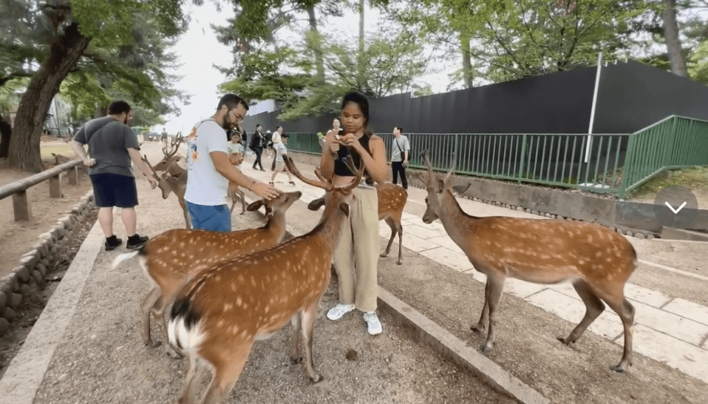 游客在奈良公园可与鹿近距离接触。TikTok@dearlife495奈良之鹿