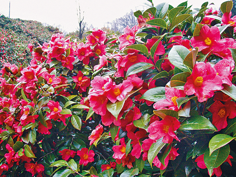 ●雪山茶花綻放，代表新潟縣迎來冬去春來的季節。