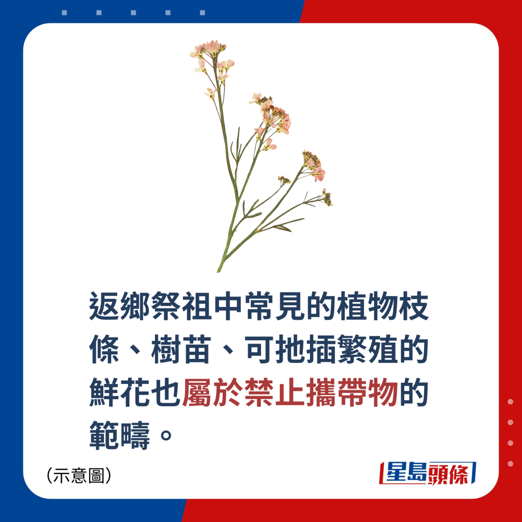 返乡祭祖中常见的植物枝条、树苗、可拖插繁殖的鲜花也属于禁止携带物的范畴。
