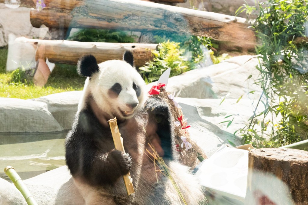 旅居俄羅斯的大熊貓「如意」和「丁丁」品嘗美食。 新華社圖