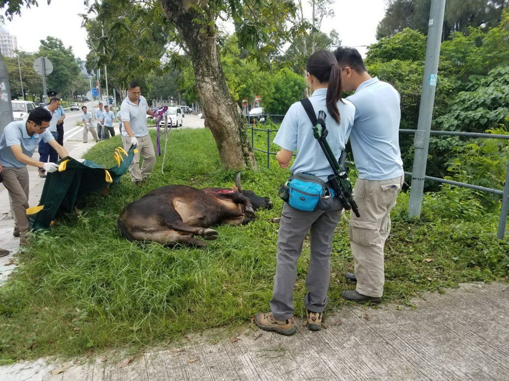 一隻成年雄性黃牛西沙公路遭的士撞傷，因傷得太重需人道毀滅。