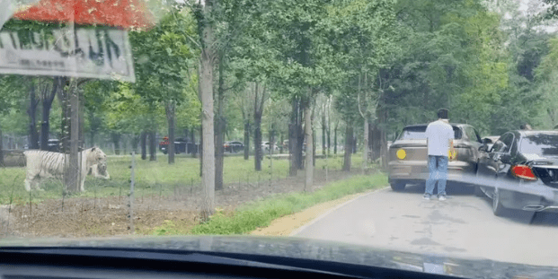 河北動物園兩輛車發生擦碰,多人下車爭論兩隻白虎一旁圍觀。瀟湘晨報 河北動物園兩輛車發生擦碰,多人下車爭論兩隻白虎一旁圍觀。瀟湘晨報