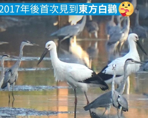 香港觀鳥會FB圖片