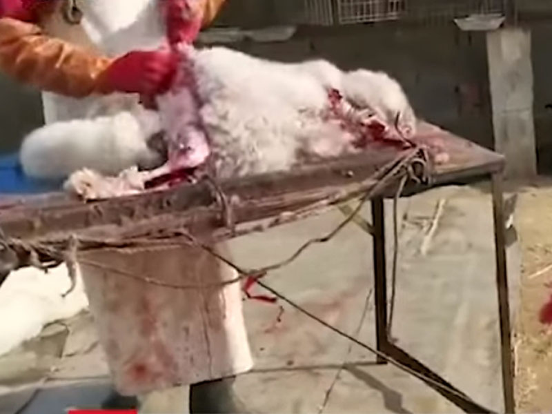 活生生从狐狸身上剥皮,手法血腥。(网图)